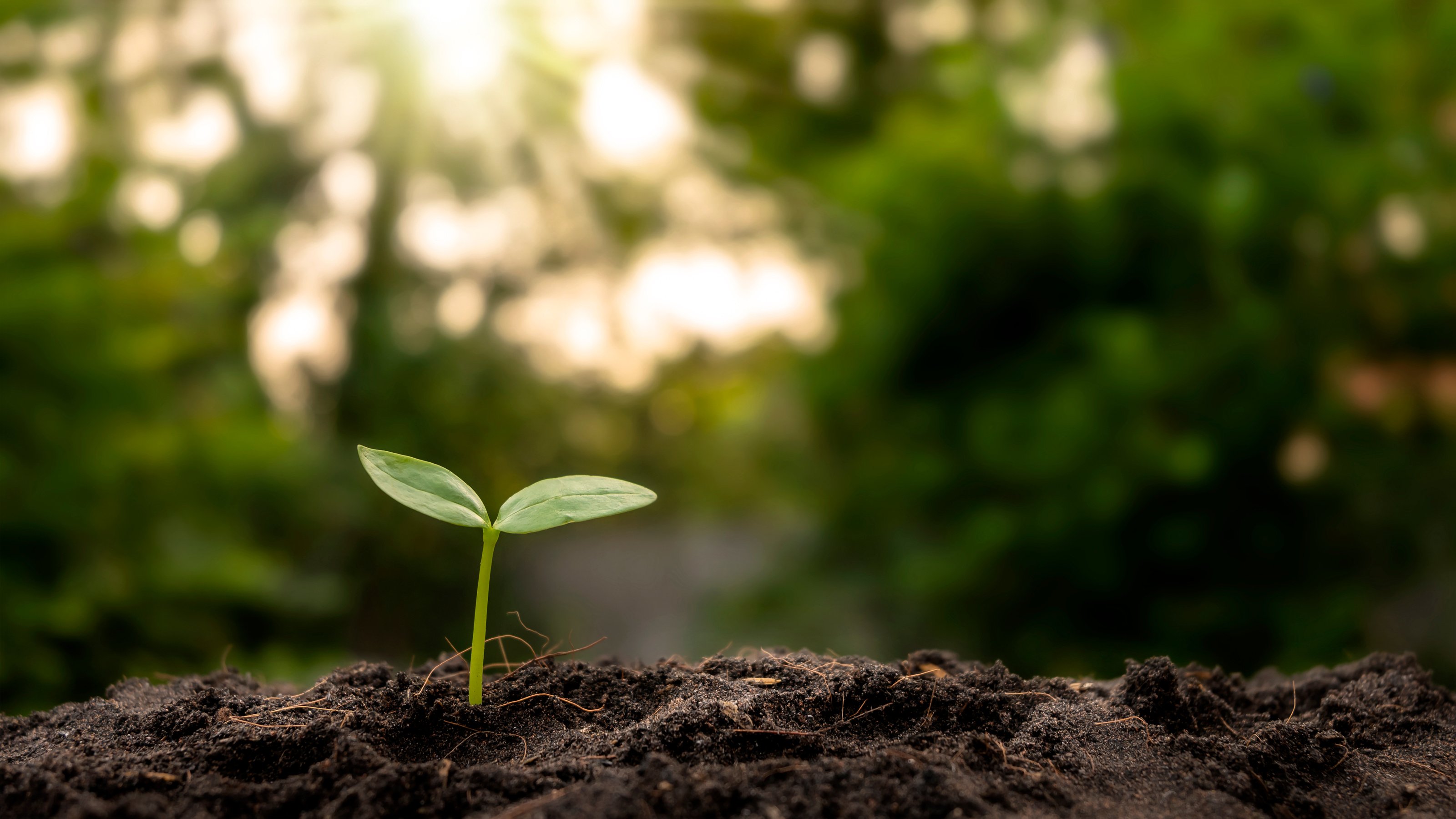 Sprout Growing from the Ground 